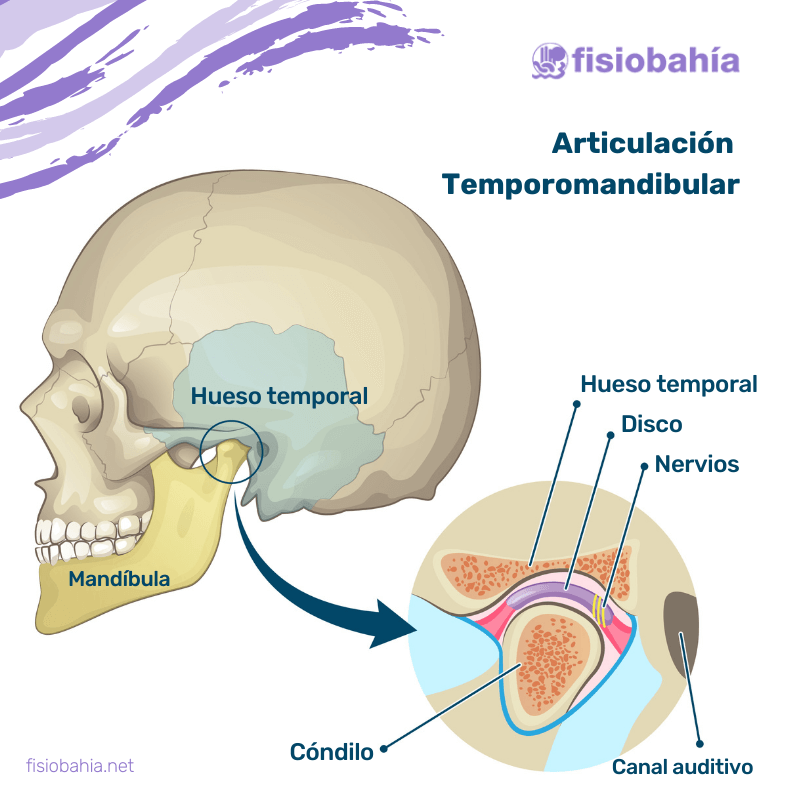 Dónde está ubicada la articulación temporomandibular Dónde está ubicada la articulación temporomandibular