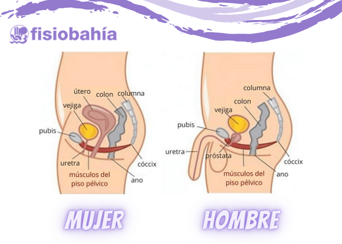 Suelo pélvico de la mujer y del hombre