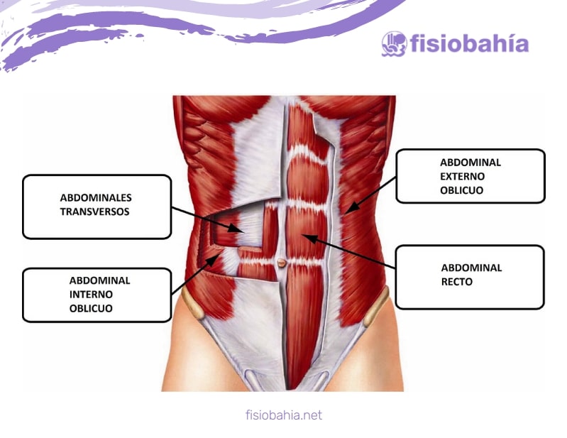 Pero, ¿qué se ejercita con los abdominales hipopresivos?
